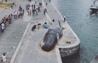 whale appears on the banks of the river seine tourists are shocked