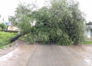 Tree fell on bolero