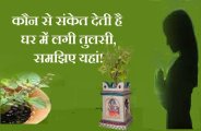 tulsi 