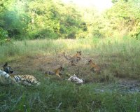 monitoring of tigers via watch towers in buffer zones in panna tiger