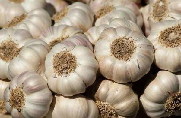 High cout issued notices to state seeds corporation and other agencies