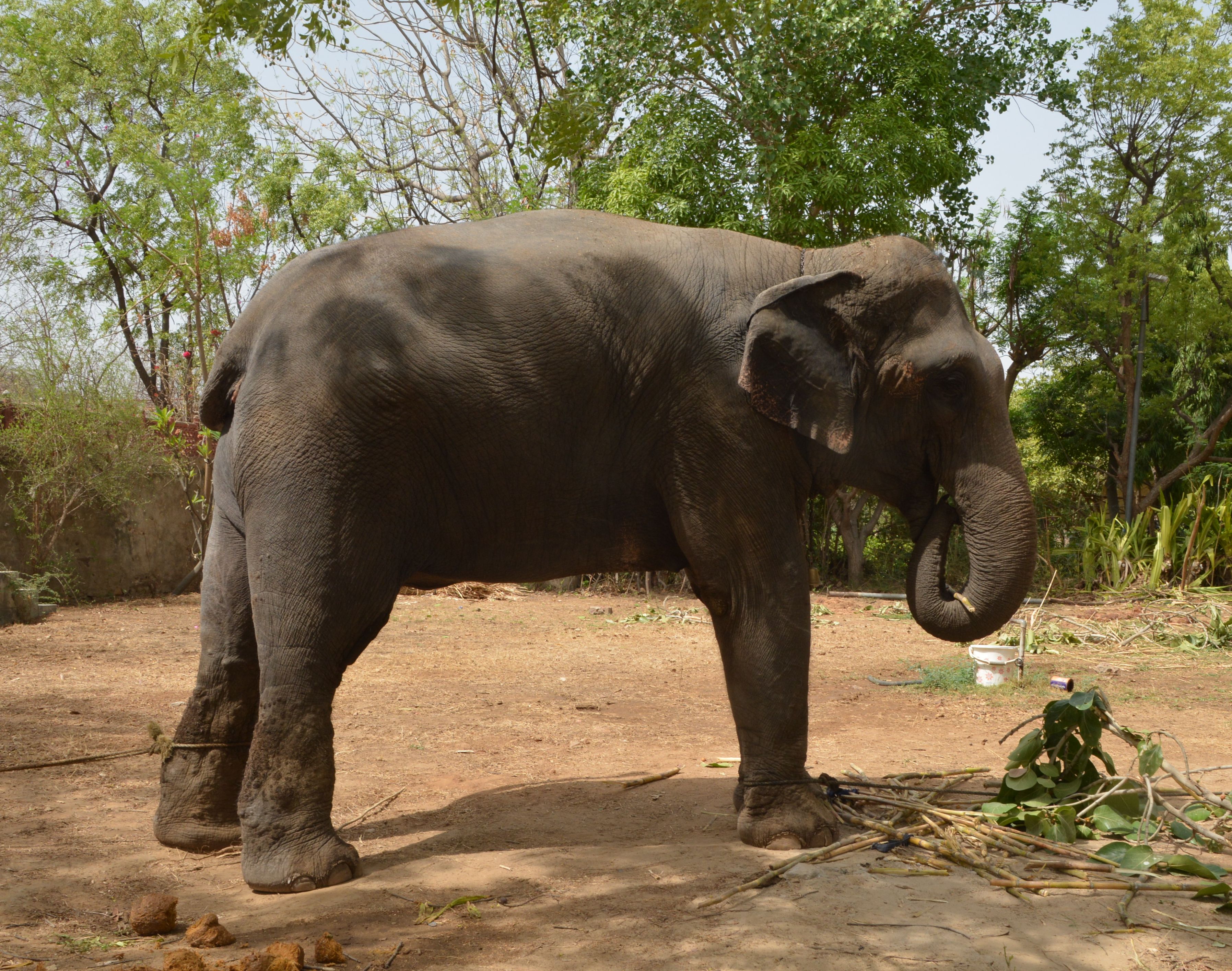 elephant capture in ajmer