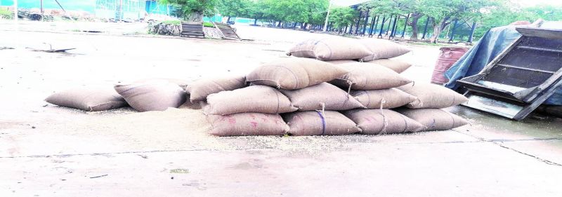 बारिश से भीगी गेहूं की बोरियां।