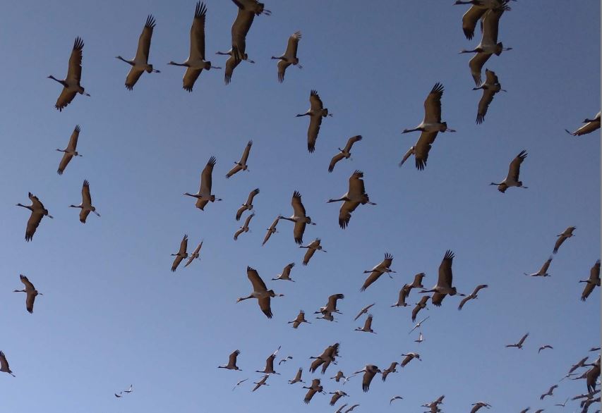 Siberian cranes in, khichan