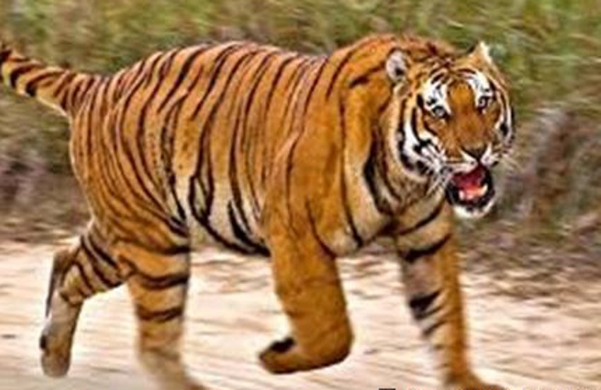 tiger attack in mp
