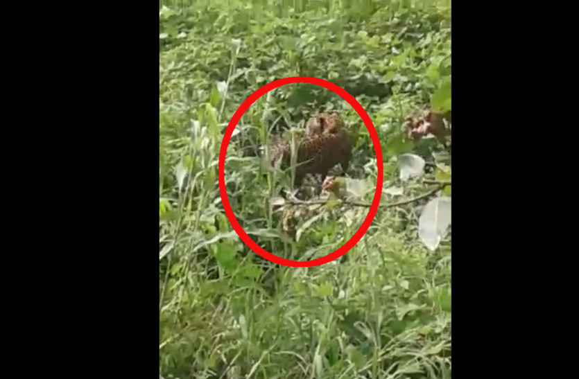 VIDEO: राजसमंद: जंगल छोड़ खेतों में घुस आया पैंथर, फिर जो हुआ वो…