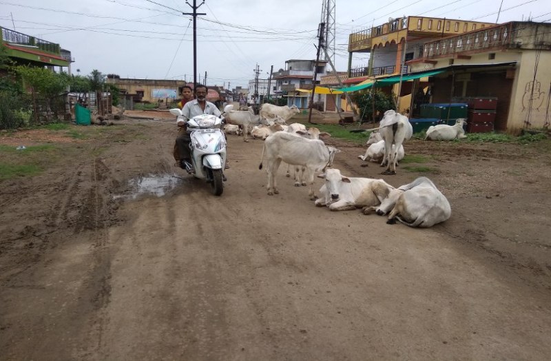 Cattle camps on the road, traffic disrupted