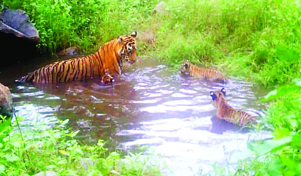 Good news: Tigress ST-12 in Sariska gave birth to three cubs