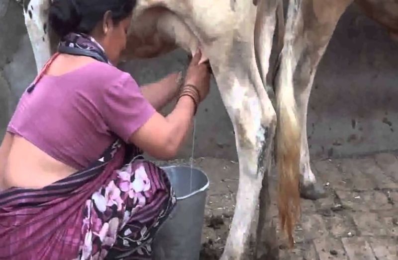 Thanela rog In Cows may cause disease