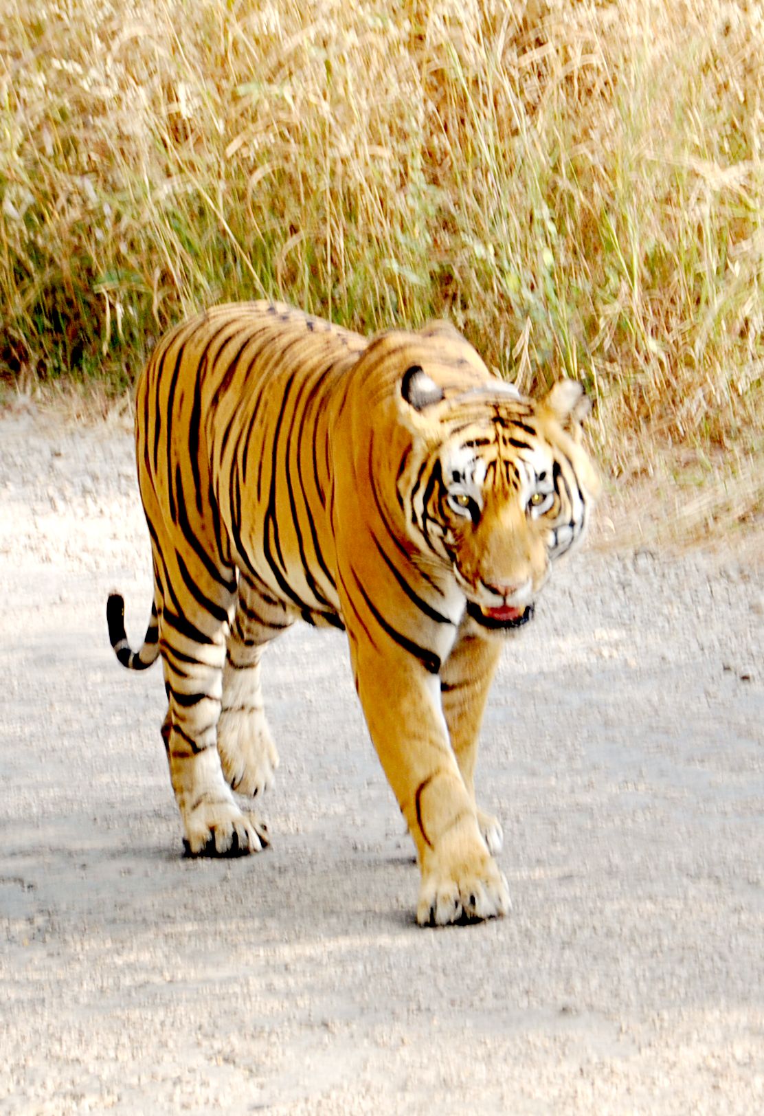 Finding a tiger to become a camera in Sariska