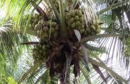 Coconut