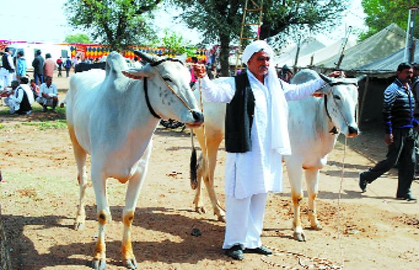 nagaur calf news in hindi 