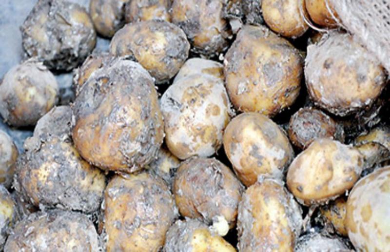 rotten potatoes