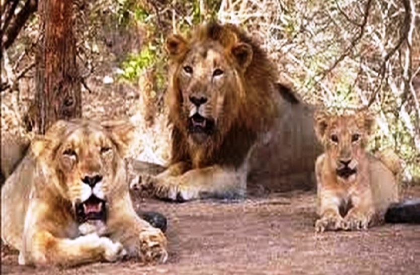 Akhilesh Yadav dream project lion safari park latest news