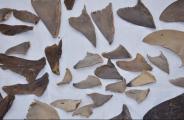 shark fin 