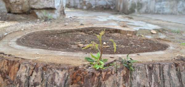 beautiful pics of tree
