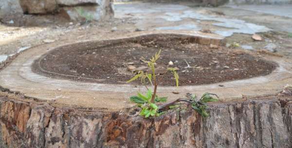 beautiful pics of tree