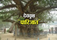 dev vraksha parijat