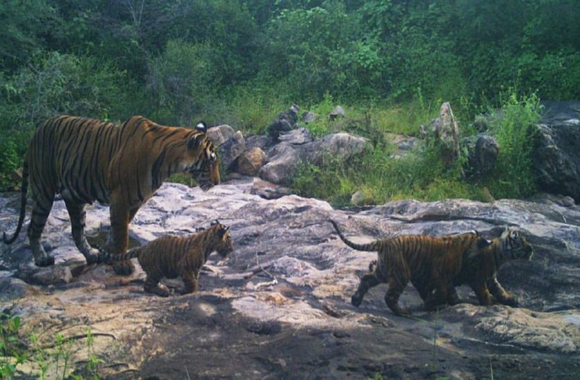 Newly Born Cubs In Sariska