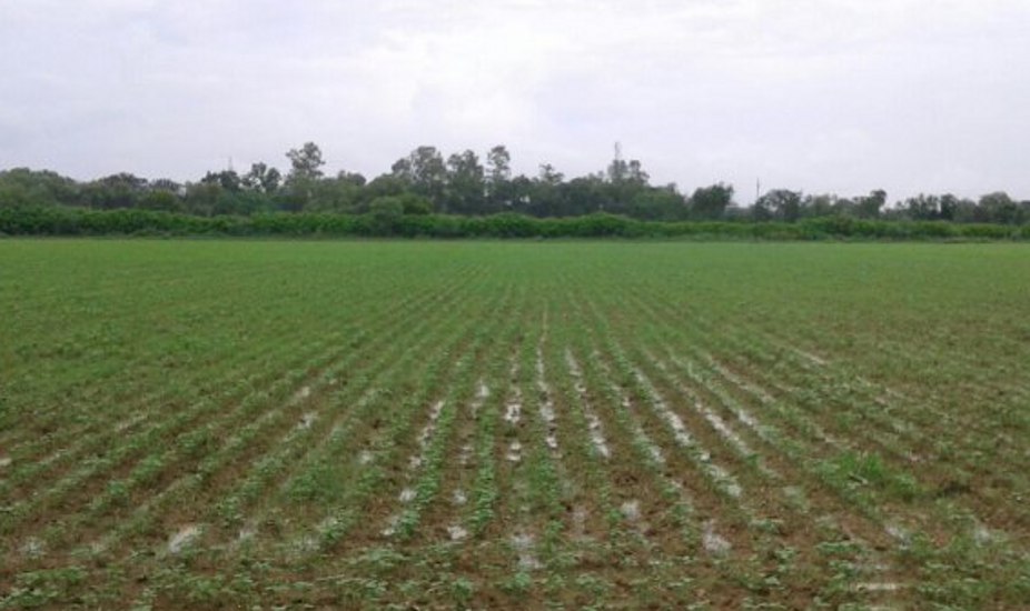 Kharif crop sowing delay in Rewa, productivity affected, farmers worry