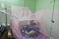 dengue probable patient