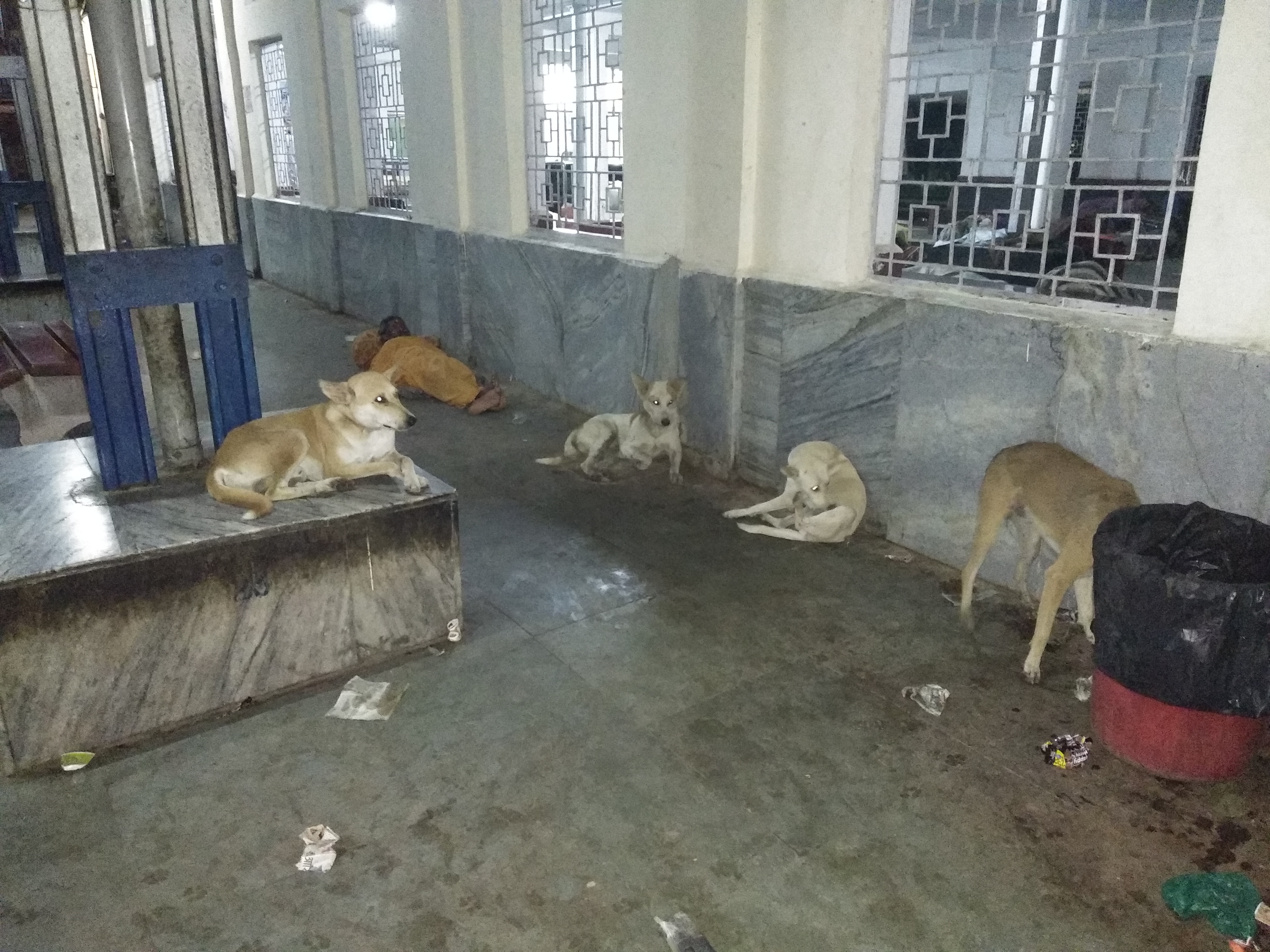 Reservations of stray cattle made of railway platform