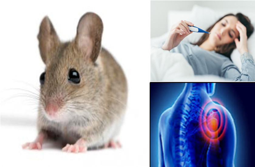 disease for rats