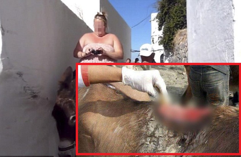 overweight tourists are crippling donkeys in greece
