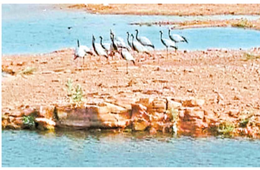 2 hundred kurja reached in Khichan