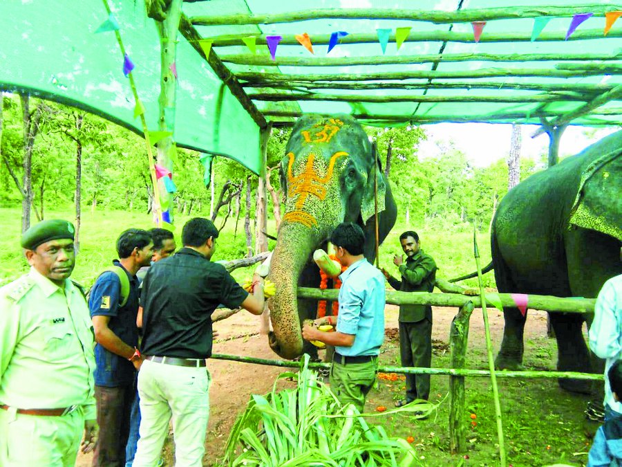 elephant special treatment in sohagpur str