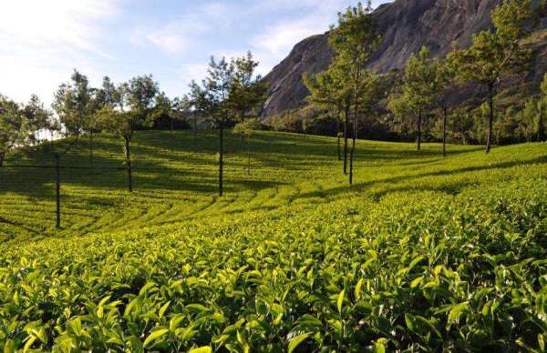 Tea Production