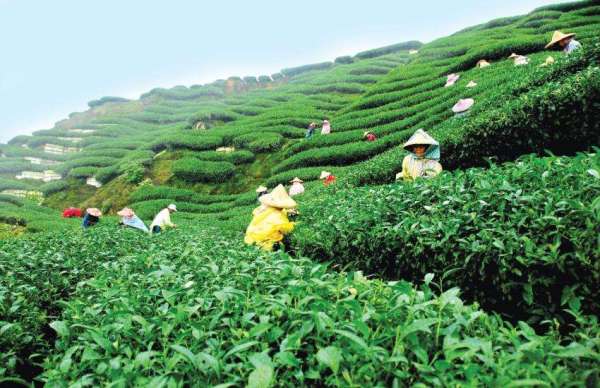 Tea Production