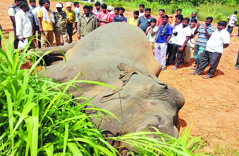 करंट लगने से हाथी की मौत