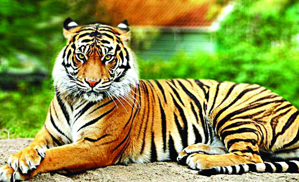 Panna Tiger Reserve-Ranipur Sanctuary new Corridor in satna Chitrakoot