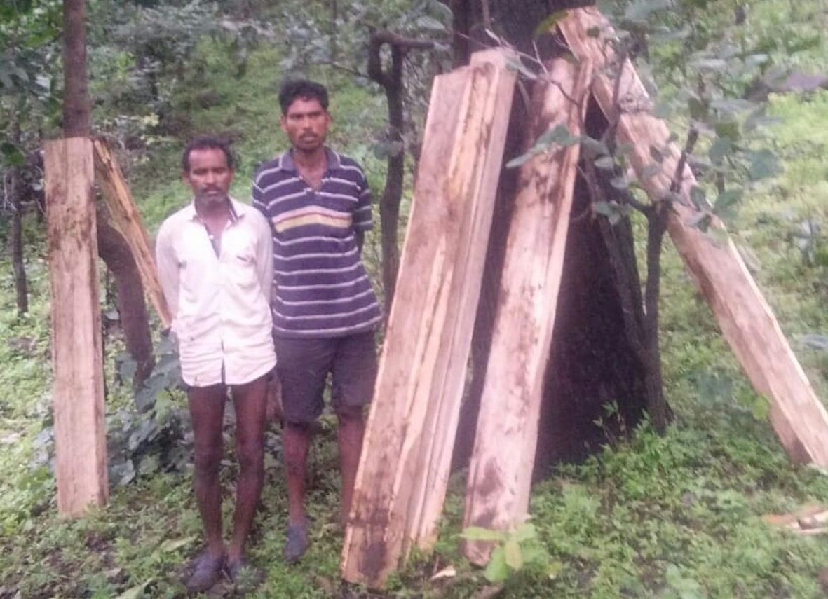 Forest Department seized teak wood has