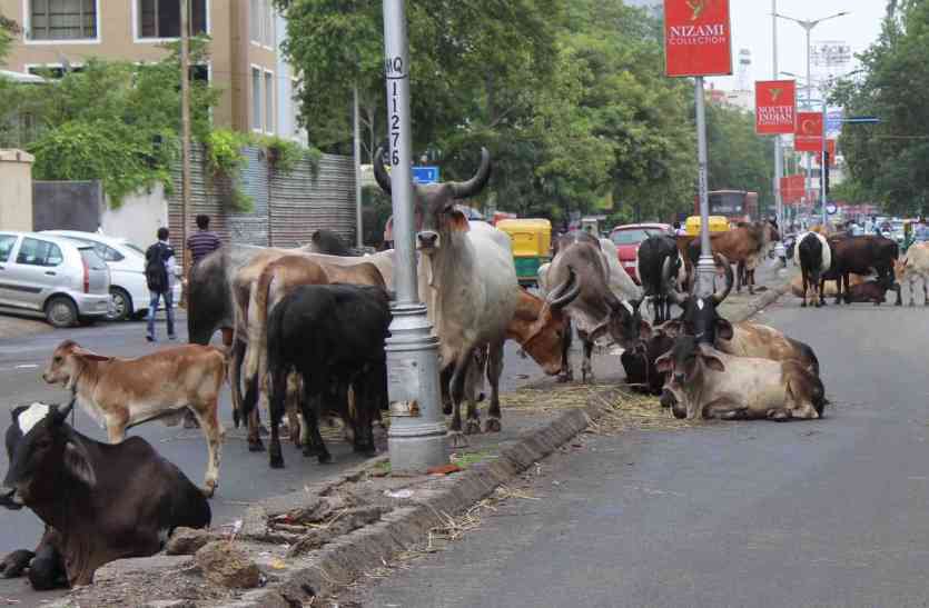 Animals will have identity cards in Ahmedabad city