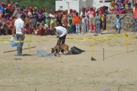 FSL and Dog Squad Team investigated