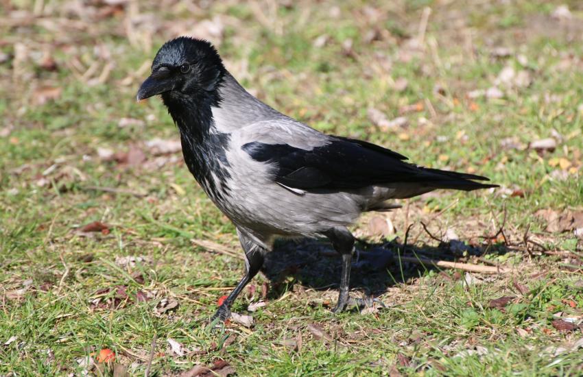crow indication