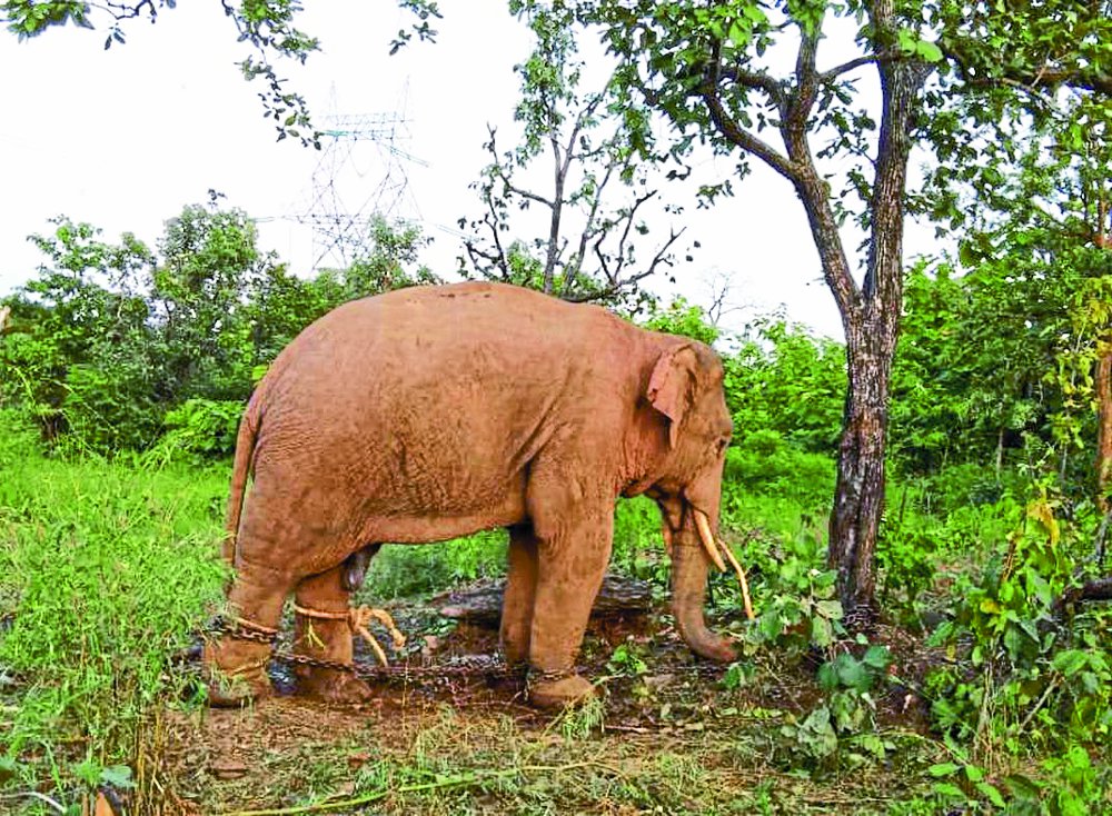 Elephant Terror in sidhi news