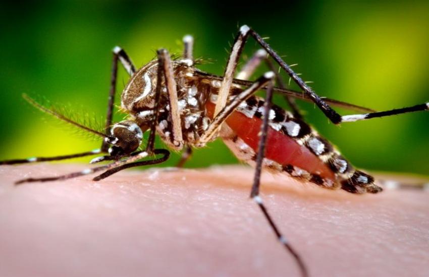 बरसात के बाद दिल्ली में डेंगू का प्रकोप बढ़ा, बीते एक हफ्ते में 30 नए मामले आए सामने
