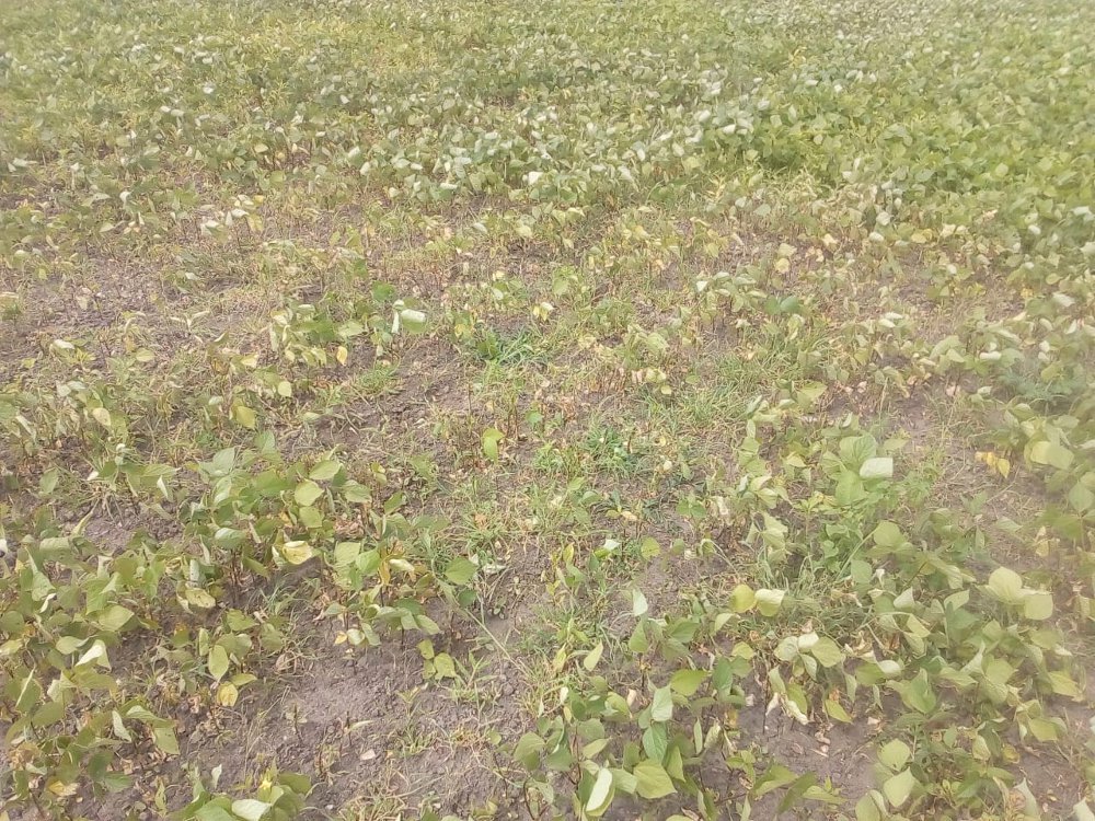 Soya bean crop loss due to low rainfall