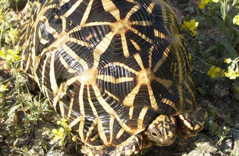 Rare Star turtle freed