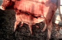 red cow 