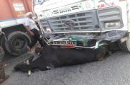 In the grip of the truck from Death of cattle in pali