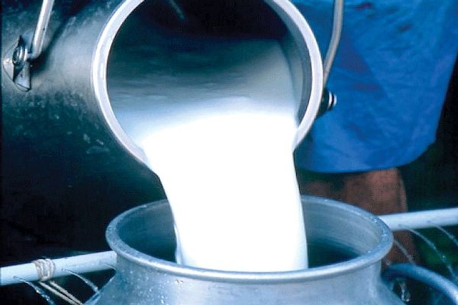 jaipur dairy