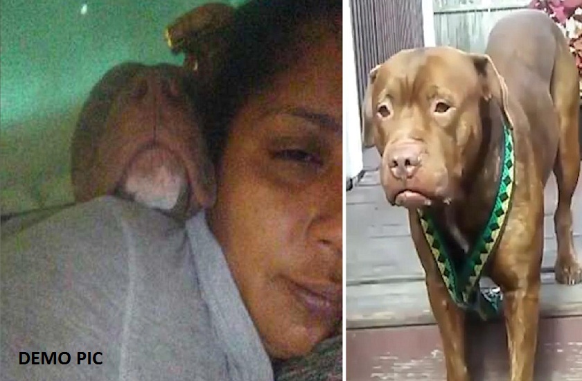 woman got drunk and accidentally kidnapped a dog