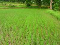 तापमान बढऩे व उमस से लोग हलाकान