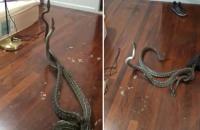 snakes
