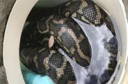 snake 