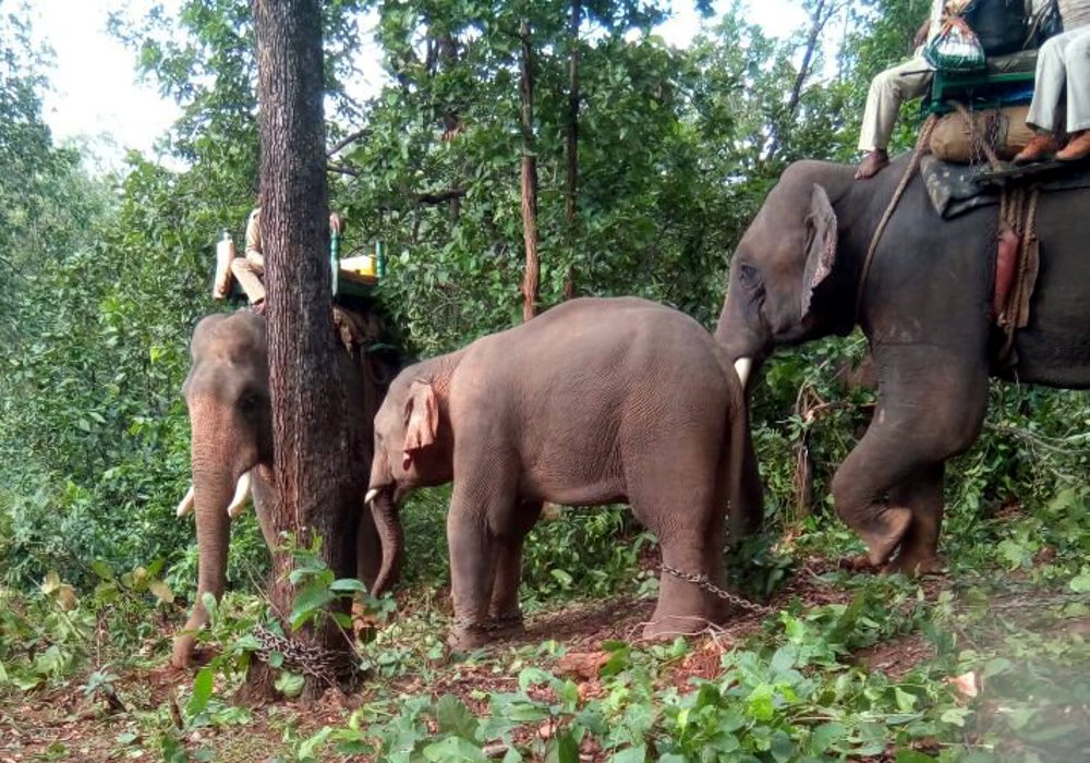 sidhi forest department: elephant house break villager in sidhi